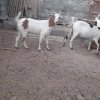 بز نر وماده در رودان|حیوانات مزرعه|رودان, |دیوار