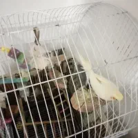 عروس هلندی یک جفت نر وماده|پرنده|تاکستان, |دیوار