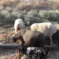 میش بره دار
