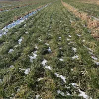 فروش-زمین-زعفران-یا-پیاز-زعفران