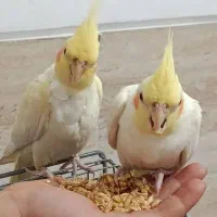 جوجه  عروس هلندی لوتیتو زعفرانی  دستی