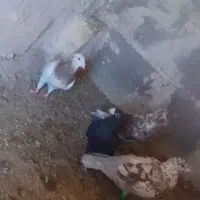 دانه 200