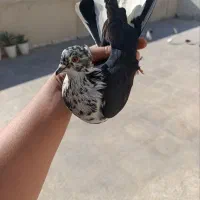 کفتر کفتر بازی