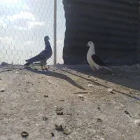 کبوتر