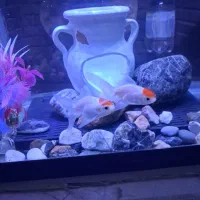 آکواریوم شرکتی