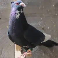 کود کبوتر
