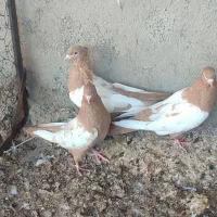 جوجه سینه زرد