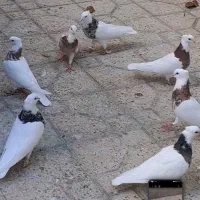 طوقی نسل قدیم تویسرکان|پرنده|فردیس, شهرک وحدت|دیوار