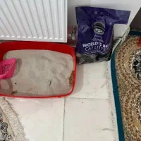 گربه پرشین|گربه|تفت, |دیوار