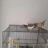 پرنده عروس هلندی