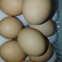 تخم مرغ محلی