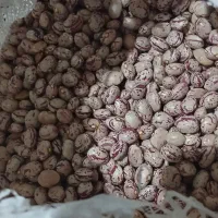 لوبیای تازه