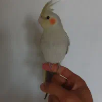 طوطی