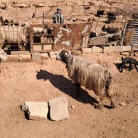 نرمیش|حیوانات مزرعه|شوشتر, |دیوار