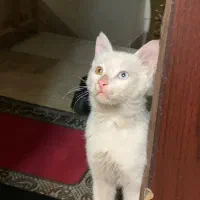 گربه پیدا شده حوالی منطقه ۶