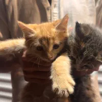 واگذاری بچه گربه
