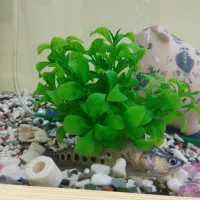 ماهی نایف|ماهی|تهران, آهنگران (سراسیاب دولاب)|دیوار