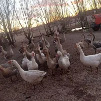 غاز‌و‌قوغاز