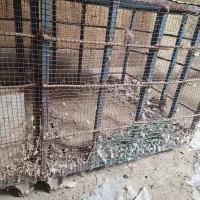 قفس پرنده|لوازم جانبی حیوانات|مسجد سلیمان, |دیوار