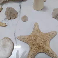 شل وستاره مناسب اکواریوم وویترین دکور کرج وتهران|بدلیجات|کرج, پیشاهنگی|دیوار