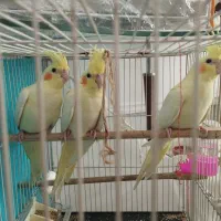 جوجه عروس هلندی لوتینو سه ماهه