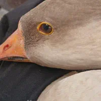 قوغاز اوکراینی.