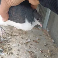 خوشرنگ کاکلی