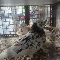 کفتر