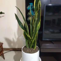 گل های آپارتمانی