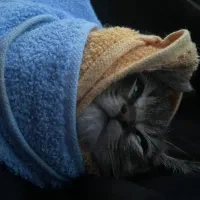 گربه بازی گوش