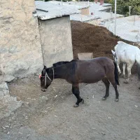 قاطر|حیوانات مزرعه|آرمرده, |دیوار