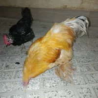 خروس برهما بسیار آروم معاوضه