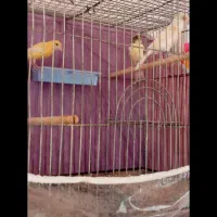 3عدد قناری|پرنده|تربتحیدریه, پائین ولایت|دیوار