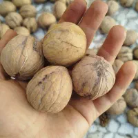 گردو