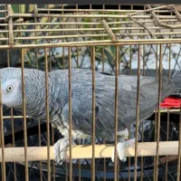 کاسکو دم قرمز اصالت دار