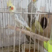 کوتوله وعروس