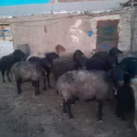 گوسفند|حیوانات مزرعه|سلفچگان, |دیوار