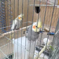 عروس‌هلندی مولد با جوجه