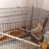 عروس هلندی ۳ ماهه اماده اموزش