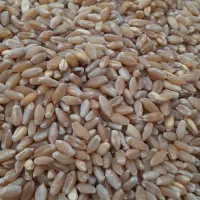 گندم شبرنگ وجو