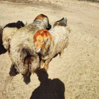 قوچ بختیاری