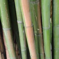 بامبو و عصا لوله‌‌. سند پلاست شده معمولی|صنایع دستی و سایر لوازم تزئینی|شلمان, |دیوار