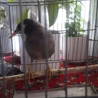 مینا|پرنده|اصفهان, سرچشمه|دیوار