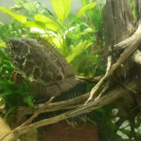 گورامی برگی|ماهی|رشت, اسماعیل آباد|دیوار