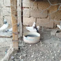 اهواز|پرنده|اهواز, عین ۲|دیوار