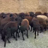 ۱۰۰ راس میش