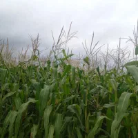 اجاره ۲ هکتار زمین کشاورزی جهت کشت بادام زمینی