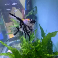 ماهی اکواریم