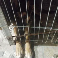 سگ ژرمن ورگ