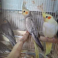 عروس هلندی سرلاکی مرغ عشق قناری طوطی کبوتر فنچ|پرنده|بجنورد, |دیوار